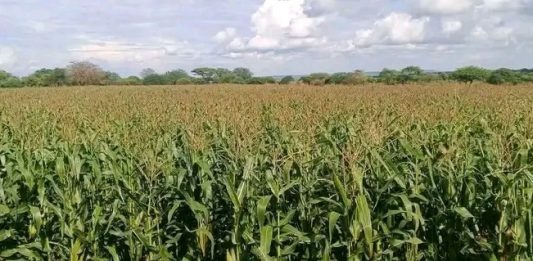 የበቆሎ መስኖ ሥራችን ከፍ ባለ ስኬት ላይ ይገኛል” ጠቅላይ ሚኒስትር ዐቢይ አሕመድ (ዶ.ር)