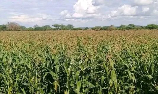 የበቆሎ መስኖ ሥራችን ከፍ ባለ ስኬት ላይ ይገኛል” ጠቅላይ ሚኒስትር ዐቢይ አሕመድ (ዶ.ር)