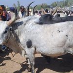 "ልሂድ በወልድያ በአዋጅ መንገሪያው ማክሰኞ ገበያ ሰው መገናኛው" 666014196_1387297186761535_1086384451874283911_n