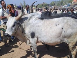 “ልሂድ በወልድያ በአዋጅ መንገሪያው ማክሰኞ ገበያ ሰው መገናኛው”