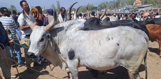 “ልሂድ በወልድያ በአዋጅ መንገሪያው ማክሰኞ ገበያ ሰው መገናኛው”