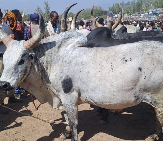 “ልሂድ በወልድያ በአዋጅ መንገሪያው ማክሰኞ ገበያ ሰው መገናኛው”