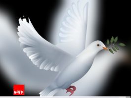 ልጅ የአባቱን ምክር አለመስማቱ ያመጣው ጣጣ