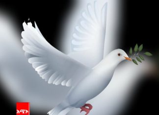 ልጅ የአባቱን ምክር አለመስማቱ ያመጣው ጣጣ