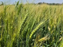 “የበጋ የመስኖ ስንዴ ልማት የምግብ ሉዓላዊነትን ማረጋገጫ ማህተማችን ነው።” ምክትል ጠቅላይ ሚኒስትር ተመስገን ጥሩነህ