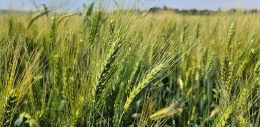 “የበጋ የመስኖ ስንዴ ልማት የምግብ ሉዓላዊነትን ማረጋገጫ ማህተማችን ነው።” ምክትል ጠቅላይ ሚኒስትር ተመስገን ጥሩነህ