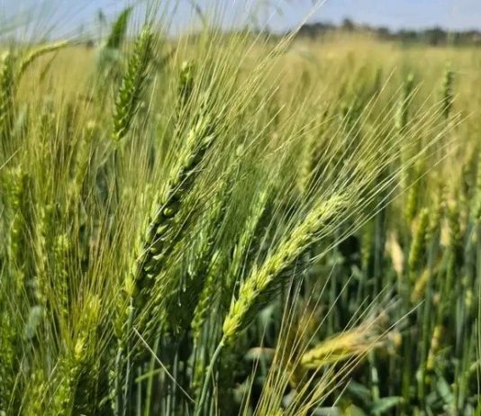 “የበጋ የመስኖ ስንዴ ልማት የምግብ ሉዓላዊነትን ማረጋገጫ ማህተማችን ነው።” ምክትል ጠቅላይ ሚኒስትር ተመስገን ጥሩነህ