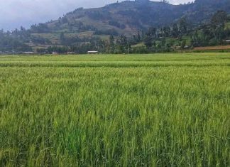 “የልማት ሥራው የነገዋን ኢትዮጵያ ብልጽግና የሚያበስር ነው” ምክትል ጠቅላይ ሚኒስትር ተመስገን ጥሩነህ