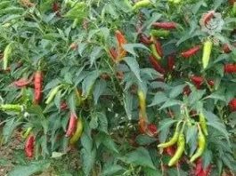 የበርበሬ አምራቾች የኪሳራ ስጋት እና የምርምር ተስፋዎች