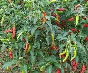 የበርበሬ አምራቾች የኪሳራ ስጋት እና የምርምር ተስፋዎች