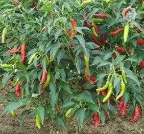 የበርበሬ አምራቾች የኪሳራ ስጋት እና የምርምር ተስፋዎች
