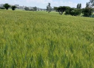 “ደቡብ ወሎ በግብርና የልማት አብዮት ላይ ነው” ምክትል ጠቅላይ ሚኒስትር ተመስገን ጥሩነህ