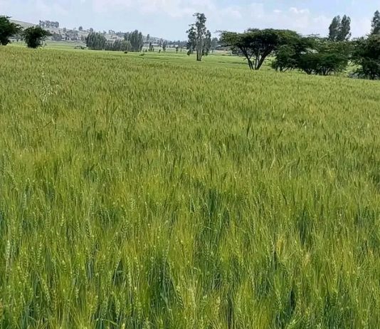 “ደቡብ ወሎ በግብርና የልማት አብዮት ላይ ነው” ምክትል ጠቅላይ ሚኒስትር ተመስገን ጥሩነህ