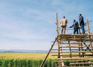ጠቅላይ ሚኒስትር ዐቢይ አሕመድ (ዶ.ር) በኦሮሚያ ክልል ሰሜን ሸዋ ዞን ሱልልታ ወረዳ የስንዴ ልማትን ጎበኙ።