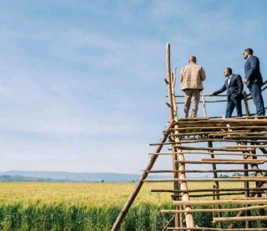 ጠቅላይ ሚኒስትር ዐቢይ አሕመድ (ዶ.ር) በኦሮሚያ ክልል ሰሜን ሸዋ ዞን ሱልልታ ወረዳ የስንዴ ልማትን ጎበኙ።