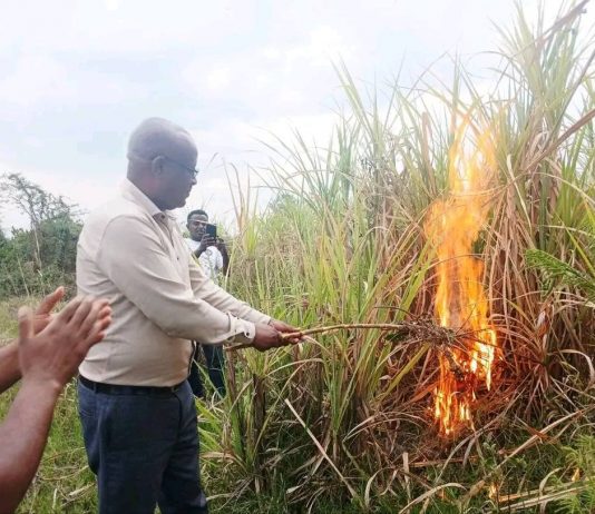 ጣና በለስ ስኳር ፋብሪካ የኃይል አቅርቦት ችግሩን ቀርፎ ወደማምረት ሊገባ ነው።
