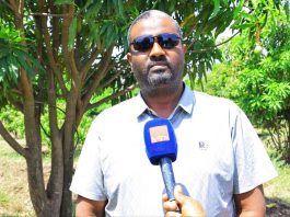 የንጹሕ ውኃ አቅርቦትን እና የአርሶ አደሮችን ተጠቃሚነት ያረጋገጠው የማንጎ ልማት።