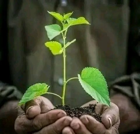 🌱 ከቃላት የዘለለ የተግባር ክንድ በአረንጓዴ አሻራ