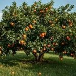 የጓሮ ሲሳይ 🍊 1782051794673