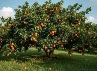 የጓሮ ሲሳይ 🍊
