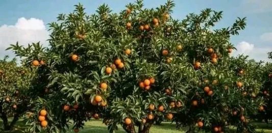 የጓሮ ሲሳይ 🍊