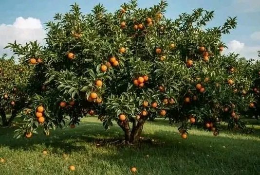 የጓሮ ሲሳይ 🍊
