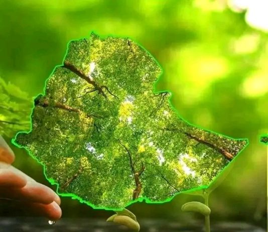 የኢትዮጵያን የተፈጥሮ ገጽታ ያደሰው አረንጓዴው ጉዞ።