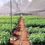 የአረንጓዴ አሻራ መርሐግብር የኢትዮጵያ ሁለንተናዊ ትንሳኤ ማብሰሪያ እየኾነ መጥቷል። 724894358_1450280877129832_4924476794889046892_n