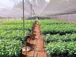 የአረንጓዴ አሻራ መርሐግብር የኢትዮጵያ ሁለንተናዊ ትንሳኤ ማብሰሪያ እየኾነ መጥቷል።
