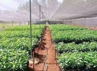 የአረንጓዴ አሻራ መርሐግብር የኢትዮጵያ ሁለንተናዊ ትንሳኤ ማብሰሪያ እየኾነ መጥቷል።