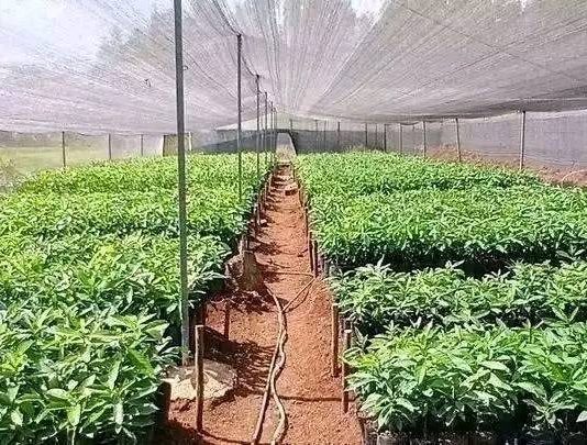 የአረንጓዴ አሻራ መርሐግብር የኢትዮጵያ ሁለንተናዊ ትንሳኤ ማብሰሪያ እየኾነ መጥቷል።