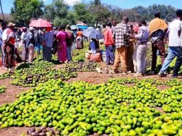 የምድርን ጤና ከመጠበቅ አልፎ የምግብ ሉዓላዊነትን እስከማረጋገጥ የገዘፈው የአረንጓዴ አሻራ ጉዞ