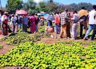 የምድርን ጤና ከመጠበቅ አልፎ የምግብ ሉዓላዊነትን እስከማረጋገጥ የገዘፈው የአረንጓዴ አሻራ ጉዞ