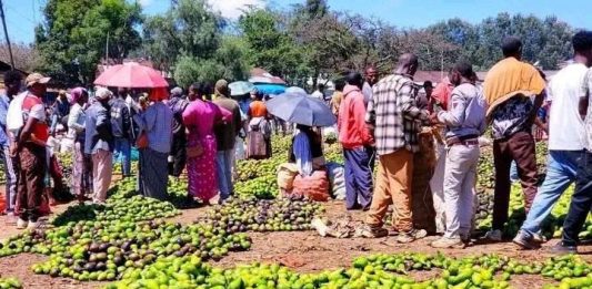 የምድርን ጤና ከመጠበቅ አልፎ የምግብ ሉዓላዊነትን እስከማረጋገጥ የገዘፈው የአረንጓዴ አሻራ ጉዞ