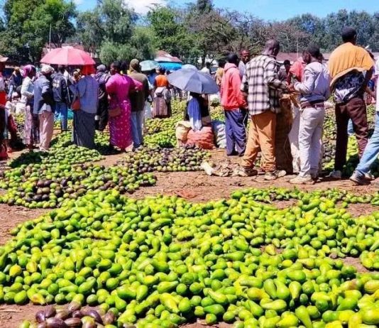 የምድርን ጤና ከመጠበቅ አልፎ የምግብ ሉዓላዊነትን እስከማረጋገጥ የገዘፈው የአረንጓዴ አሻራ ጉዞ