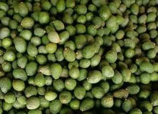🥑 በአማራ ክልል ለአቮካዶ ምርት ትኩረት ተሰጥቶታል።