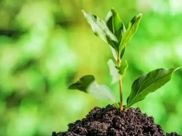 🌱 የአረንጓዴ አሻራ ዘርፈ ብዙ ትሩፋቶች ከተፈጥሮ ጥበቃ እስከ ኢኮኖሚያዊ ልዕልና 🌳🥑🐝📈