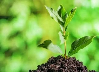 🌱 የአረንጓዴ አሻራ ዘርፈ ብዙ ትሩፋቶች ከተፈጥሮ ጥበቃ እስከ ኢኮኖሚያዊ ልዕልና 🌳🥑🐝📈