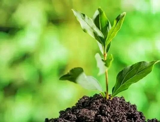 🌱 የአረንጓዴ አሻራ ዘርፈ ብዙ ትሩፋቶች ከተፈጥሮ ጥበቃ እስከ ኢኮኖሚያዊ ልዕልና 🌳🥑🐝📈