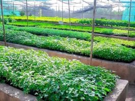 ለአረንጓዴ ዐሻራ መርሐግብር ዘርፈ ብዙ ጠቀሜታ ያላቸው ችግኞች እንደሚተከሉ የሶማሌ ክልል አስታወቀ።