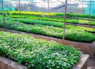ለአረንጓዴ ዐሻራ መርሐግብር ዘርፈ ብዙ ጠቀሜታ ያላቸው ችግኞች እንደሚተከሉ የሶማሌ ክልል አስታወቀ።