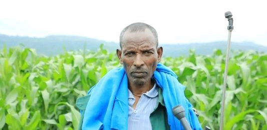 በምዕራብ ጎጃም ዞን በበቆሎ ሰብል ከ9 ሚሊዮን ኩንታል በላይ ምርት ይጠበቃል።