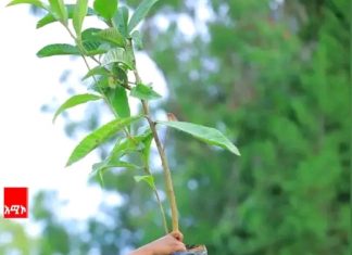 🌱 “ያለ ዛፍ ጥላ፣ ያለ ዕውቀት መላ የለም” ኢትዮጵያውያን