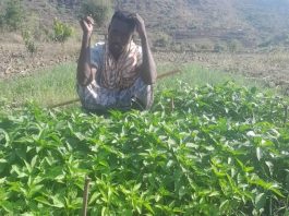 “አፈሩ ሲጠረግ ተስፋዬም አብሮ ይጠረግ ነበር…”