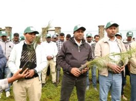 🍃 እንጅባራ ዩኒቨርሲቲ ከአረንጓዴ ልማት ባሻገር ለምግብ እና ለመድኃኒትነት የሚውሉ ተክሎችን እያለማ ነው።