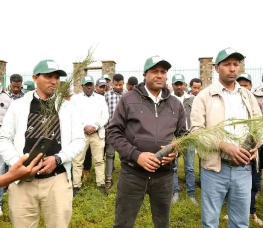 🍃 እንጅባራ ዩኒቨርሲቲ ከአረንጓዴ ልማት ባሻገር ለምግብ እና ለመድኃኒትነት የሚውሉ ተክሎችን እያለማ ነው።