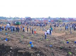 በሶማሌ ክልል በረሃማነትን የሚገዳደረው ታሪካዊው የአንድ ጀምበር አረንጓዴ አሻራ በደማቁ እየተካሄደ ነው።