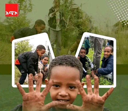 የየክልሎች የአንድ ጀምበር የችግኝ ተከላ እቅድ ምን ይመስላል?