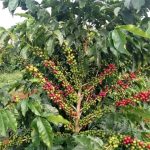 🌳 አረንጓዴው ሀብታችን - ከተራቆተ መሬት እስከ ቢሊዮን ዶላር ገቢ! 🇪🇹 ☕🥑 1786291857844