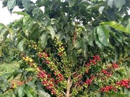 🌳 አረንጓዴው ሀብታችን – ከተራቆተ መሬት እስከ ቢሊዮን ዶላር ገቢ! 🇪🇹 ☕🥑